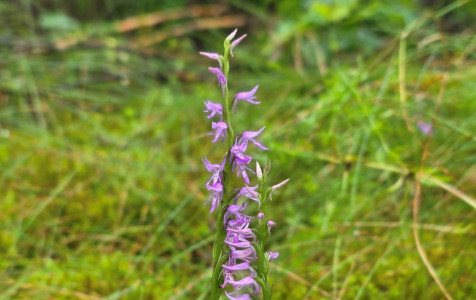 orchideja.jpg
