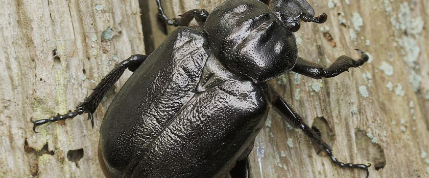 1-niuriaspalvis-auksavabalis-5c02478223c28.jpg