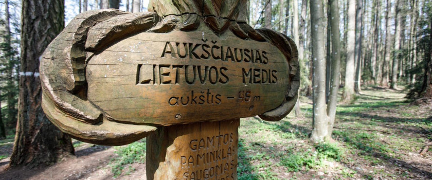 auksciausias-lietuvos-medis-degsnes-maumedis-5cc16de304ba7.jpg